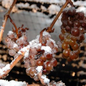 1200px-Ice_wine_grapes